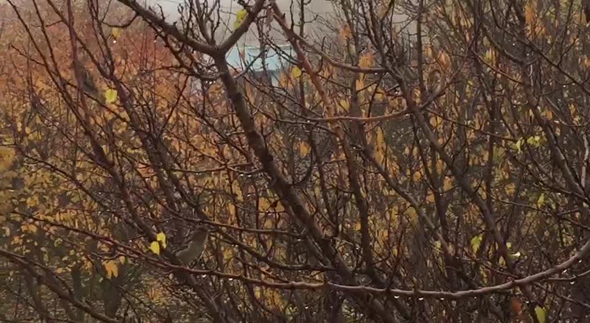 Misty morning and bird sparrows on trees