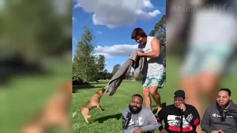 Dog Funniest Animals Video - Try Not To Laugh Animals 2022