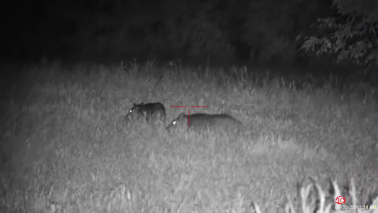 ATN X-Sight 4K Pro - Night Time Hog Hunting