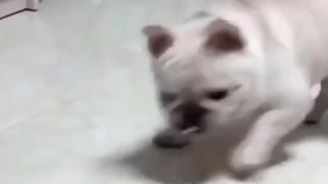 The was scared from a car toy-It's hilarious!