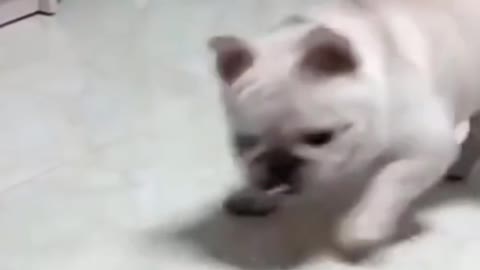 The was scared from a car toy-It's hilarious!