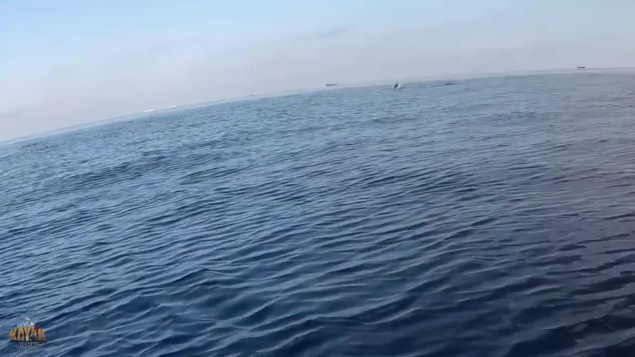 Close encounter to dolphins!