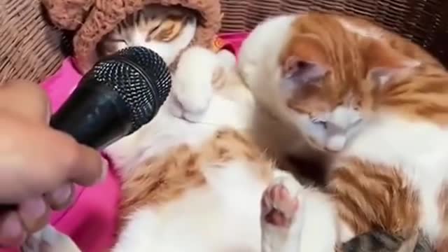 funny videos | funny cat | cat vedios