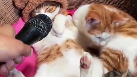 funny videos | funny cat | cat vedios