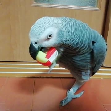 Parrots are good at assembly puzzles