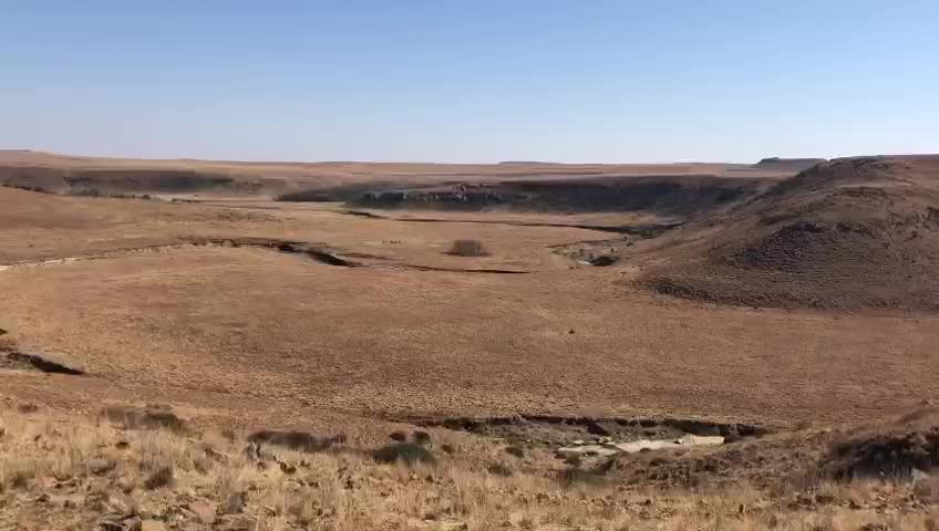 Large herd of blesbok on the african plains