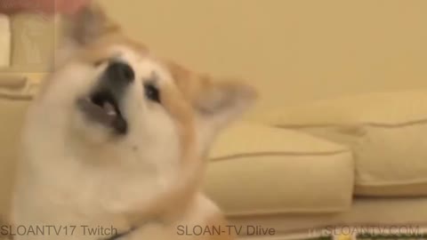 Dogs
