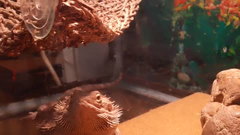 Bearded dragon feeding time