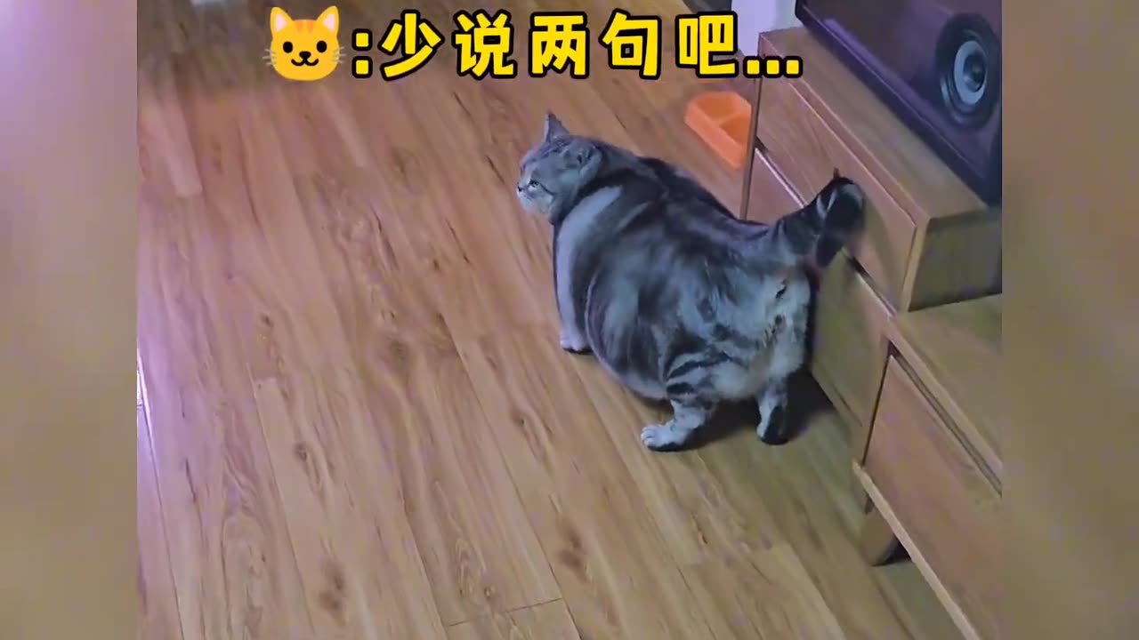 Cat's unlucky moment, cat face is lost!