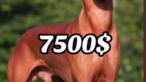 Top 10 most expensive Dog Breeds of 2023! What do you guys think? #OfftheLeashMedia