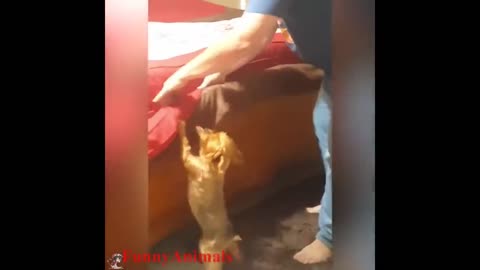 Dogs Helping their owners in their daily jobs - The best dogs in the world