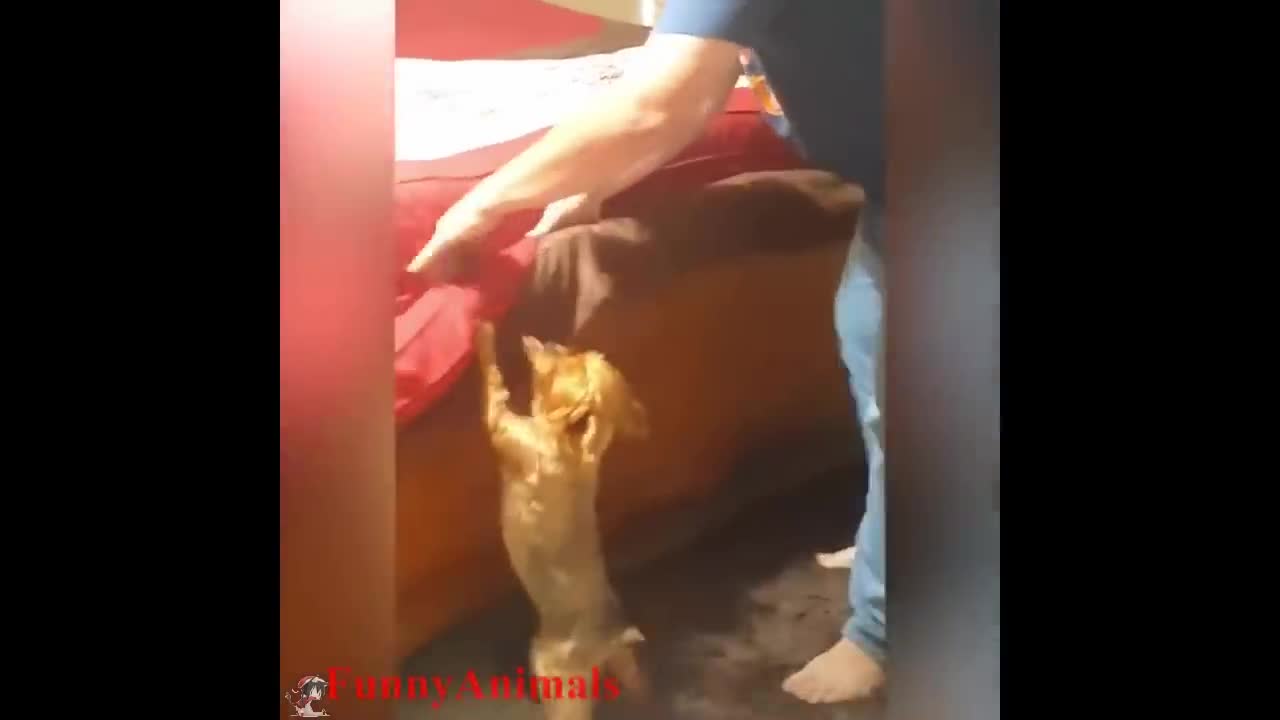 Dogs Helping their owners in their daily jobs - The best dogs in the world