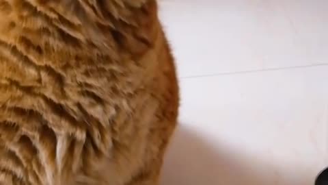 Single cat is too embarrassed to speak