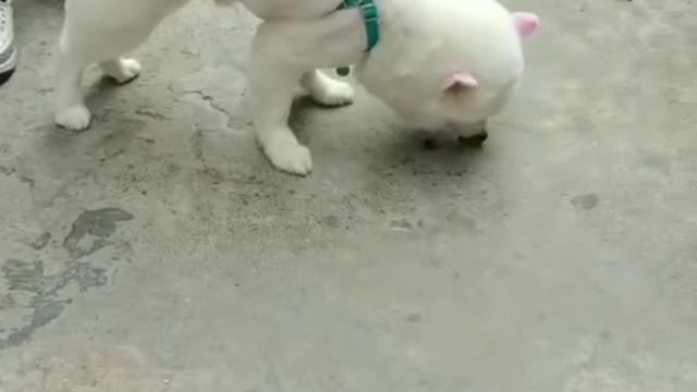 dog
