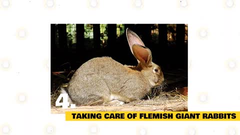 Flemish Giant Rabbit