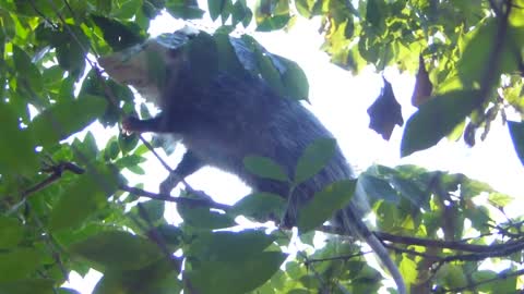 Young Possum in a City Garden