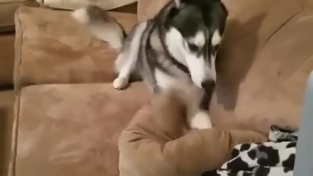 Husky Throws The FUNNIEST Temper Tantrum