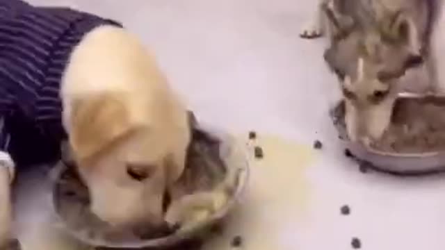 Funny Dog Videos #Shorts