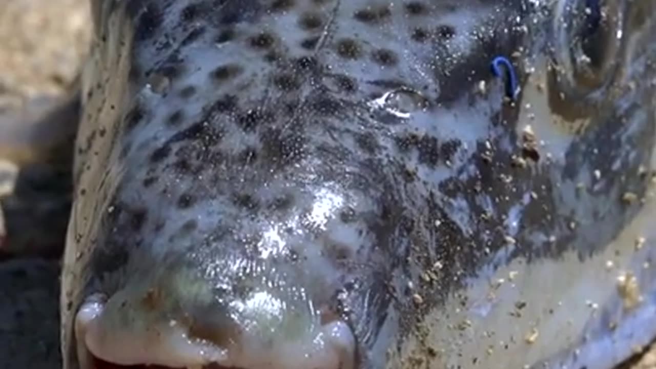 Facts About Fugu