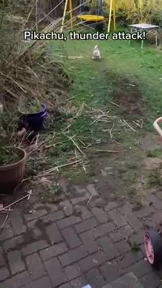 Funniest dog and cat fight