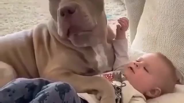 puppy with baby