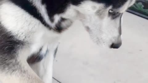 Teasing Husky