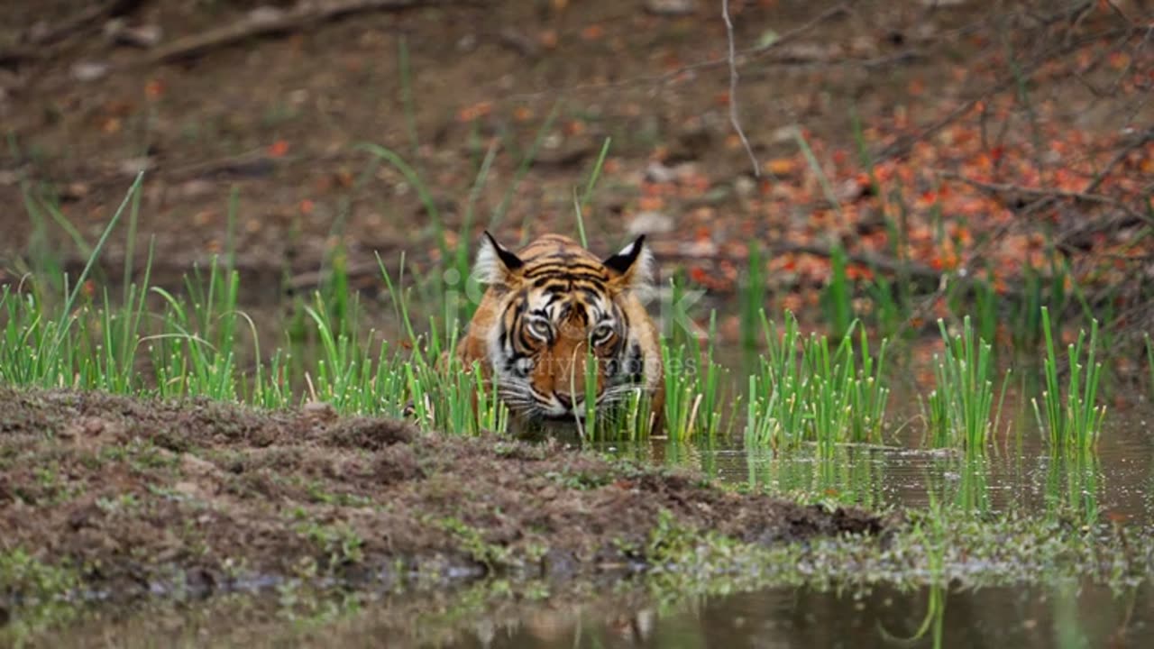 Tiger Panthera Tigris