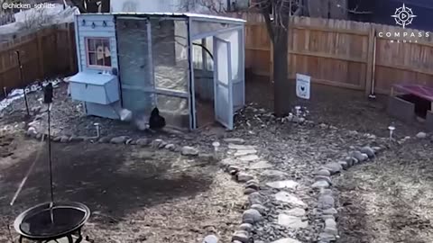 Brave rooster defends chickens from hawk