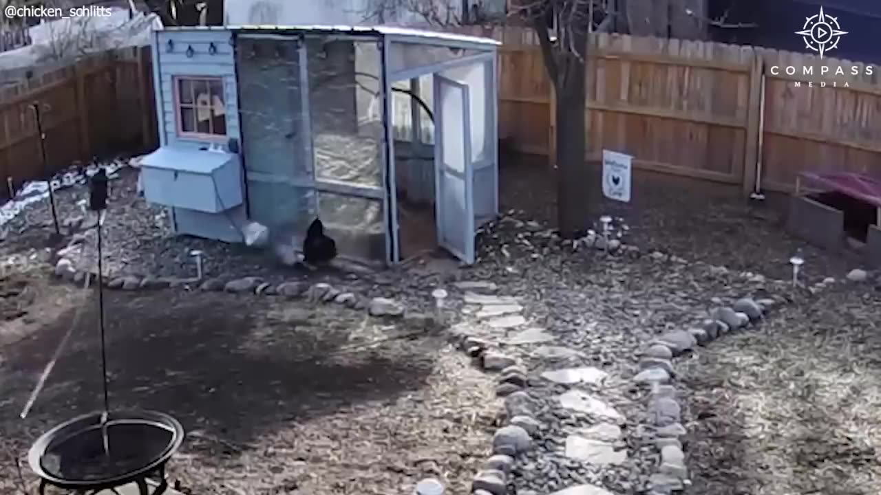 Brave rooster defends chickens from hawk