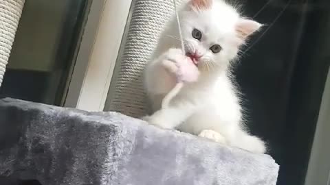 Cute cat l'm playing pretty