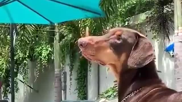 Butterfly playing with a dog.. 🐶😍