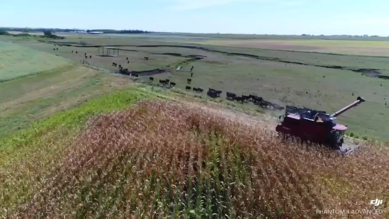 Harvest 2020 Hoey Farms