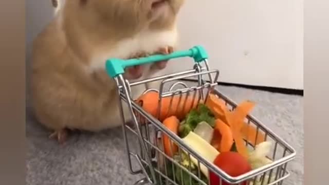 😍Cute Bunny😂 OMG😍 Rabbits Doing Funny Things 😂 Cutest Pets 😃