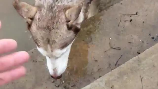 Puppy Swimming First Time