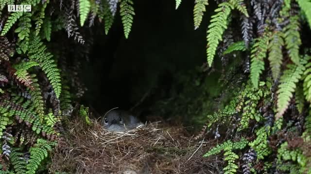 Saving Hawaii’s Birds from Avian Malaria | BBC Earth Witness | BBC Earth