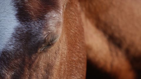Horse eye