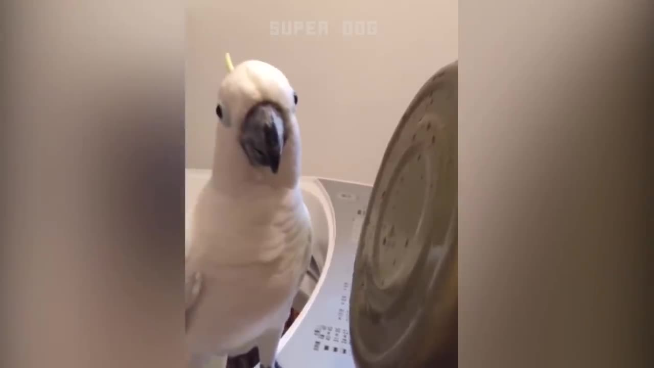 funny parrot and talking pet.