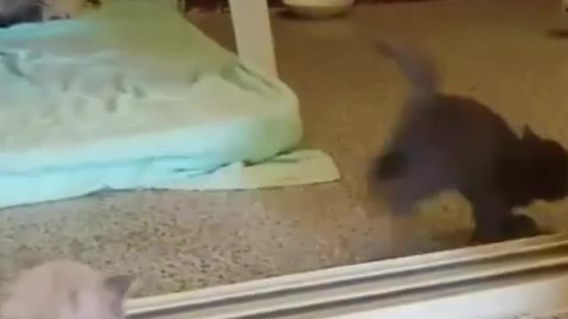 This gray kitten is very lively and active