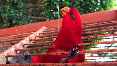 A beautiful red parrot tries to catch a stick and at the end is dancing..Watch