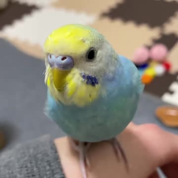 Cocktail bird standing on its owner's hand and looking at it in silence