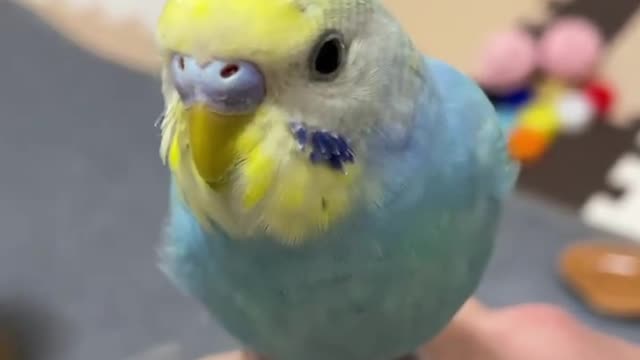 Cocktail bird standing on its owner's hand and looking at it in silence