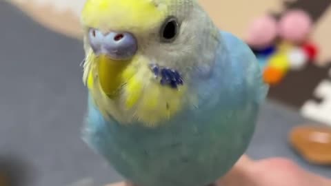 Cocktail bird standing on its owner's hand and looking at it in silence