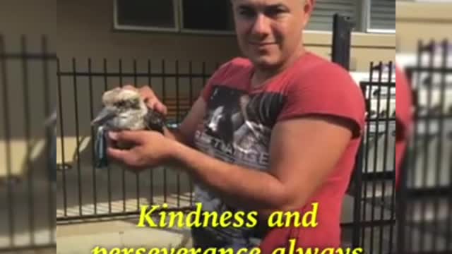 This man saved the drowned kookaburra bird in the pool.