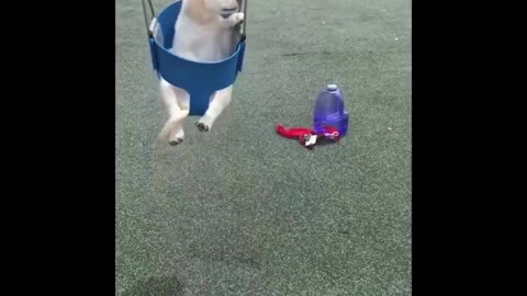 Cute Labrador video