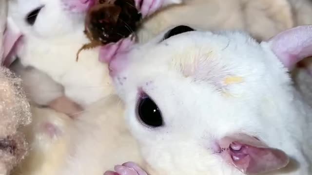 Every time I pat and eat Dubia... my heart is terrified... trembling hands