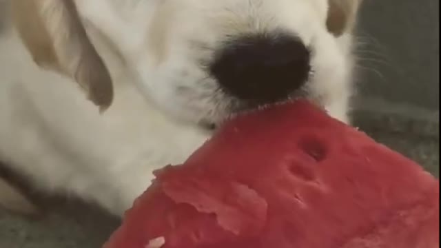 Cute Puppy eating water melon