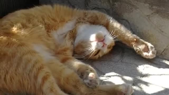 cat funny and prentends sleep video•best video cat• vines best fun•