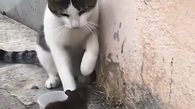 Cat and Mouse Funny video