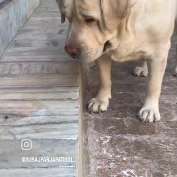 Beautiful dog what they think 🤔😊 beautiful animals and animals 🤩😊