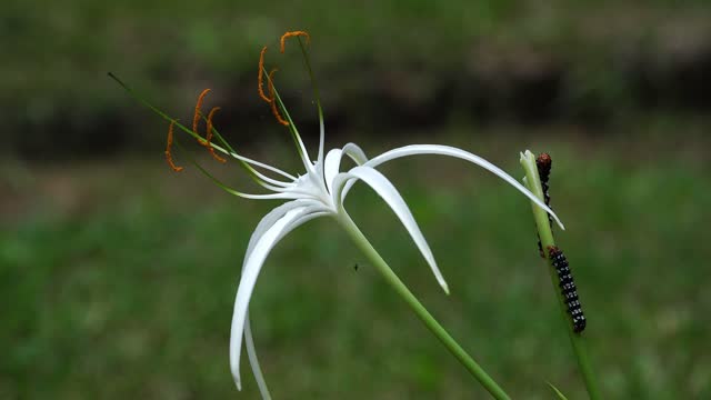 Caterpillar feeding on a flower, amazing creations of nature